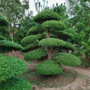 湖北京山对节白蜡造型树10公分-12公分-15公分-20公分***格
