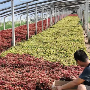 ��Ҷ�����Ի���_80��������Ҷ��