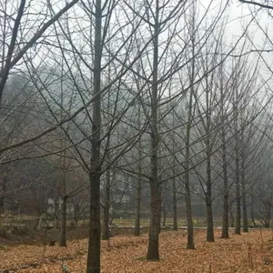 西藏拉萨精品银杏苗木基地价格行情