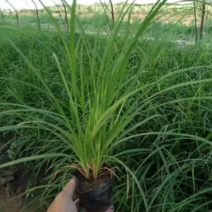 青州青绿苔草批发