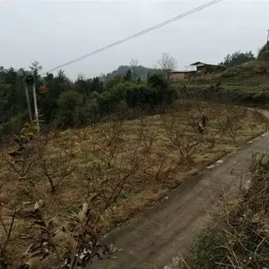 云南青脆李子树苗成活***-云南青脆李子树苗如何种植管理