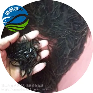 港明养殖厂 淡水刀鳅鱼 3-12公分刺鳅鱼鱼苗出售