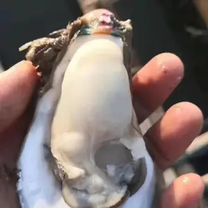 上海生蚝批发部 生蚝批发市场