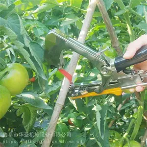 ���տ��̶�������֦�� ��Чʡ���ƹϰ����� ��ʥ
