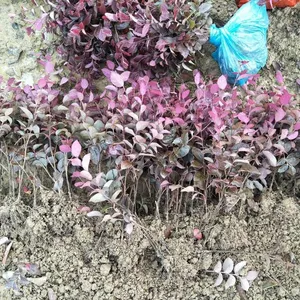 ���仨�컨��ľ ����Ƽ��¥��С���̻��õĲ�ɫ��ľ***�� ����Ǯ