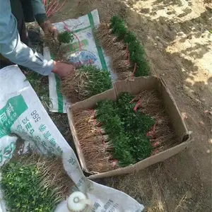 Χǽ����������������������ش������������ľ