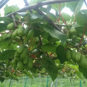 供应软枣弥猴桃苗25万棵