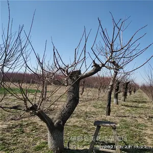 ����Ե �辰��÷��׮���� �ͺ���÷��׮ ���ֹ��