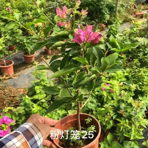 ����Ʒ������ ��� õ�� ��������÷�����նž� ��̳�����̻�ͥԺ����