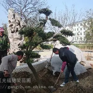 苏州别墅景观造型树 庭院景观果树基地 公司厂区绿化设计施工
