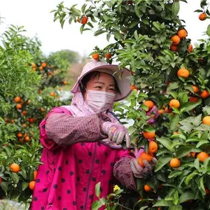 果树柑橘保花保果提高座果率，砂糖橘保花保果提高座果率