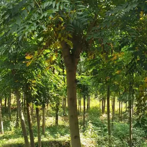 种植基地新的一年栾树价格哪里便宜 2021江苏栾树价格更便宜