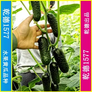 乾德1577、全雌黑油亮玛莎类型黄瓜种子、秋延、早春好品种