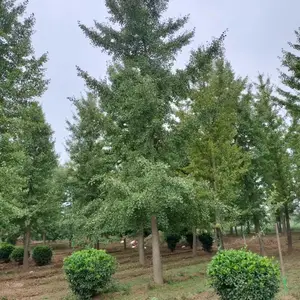 2024年供应银杏 银杏种植基地 银杏10-20公分常年批发
