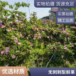 因为稀少 所以珍贵 无刺刺梨的种植前景