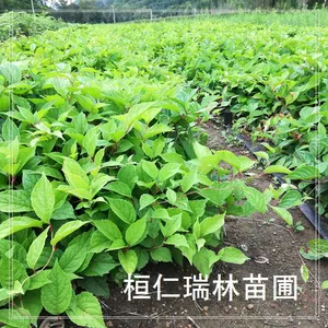 辽宁五味子苗 东北五味子树苗 一年生 耐寒高产