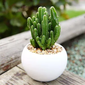 供应广州办公室绿植租赁绿色植物盆栽花绿植基地批发写字楼租万重山多肉植物