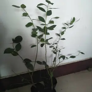 ������ݮ�������� ���䳤����ݮ��