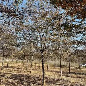 榉树 榉树小苗 工程绿化苗木榉树 货源充足 规格齐全