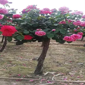 �����������¼�-��ǽΧ��-�໨�ڻƻ������¼�