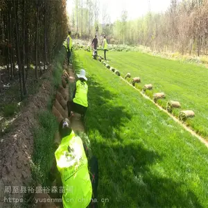营养钵紫叶矮樱 70公分高苗子 买绿化苗木绿叶女贞