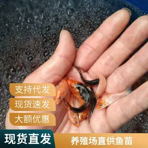 锦鲤鱼苗水花苗批发 认准山西大同朔州观赏鱼苗锦鲤鱼苗养殖场