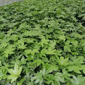 �˽ǽ��̱�װ���� �˽ǽ��̻��� �˽ǽ����� ������