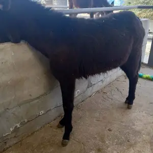 厂家直销 德州肉驴 肉牛肉羊肉驴 买肉驴10头起免费送货 牛羊驴