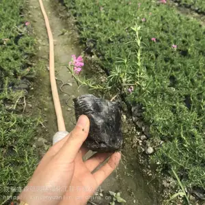大量出售会开花的草坪 欧石竹基地哦 成都草坪基地