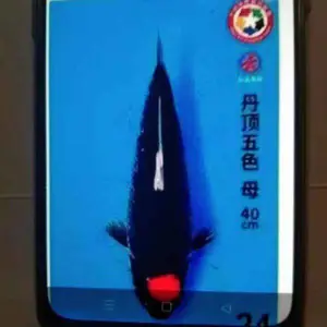 杭州锦鲤 大日锦鲤批发 锦鲤养殖基地 进口血统