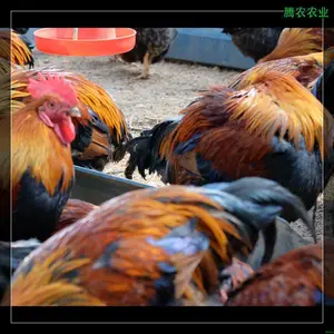 �������ʼ�ʳ��������ũ�����ֳ��������������