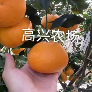 爱媛46嫁接枝条 爱媛46苗 象山晓塘新品柑橘枝条