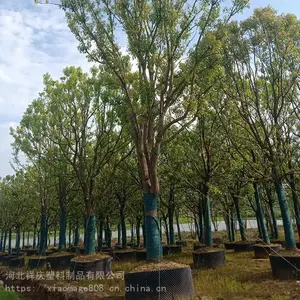 ��ľ��ֲ�ظ��� ���������ظ��� ��������ظ���