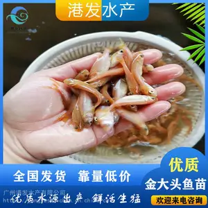 �ʻ���ͷ���� ���ͷ����ͷ�㻨����������