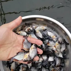 ��ѡ��ˮ�������� �������� ����ˮ��