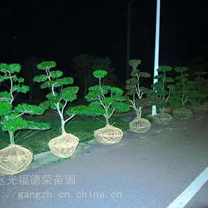 ������ľ�����г� ���;������������� �⸣����ľ��ֲ����