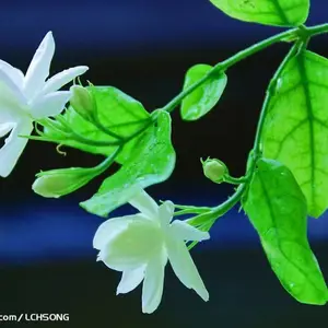 ���滨�m���Դ�����ľ�������ļ���ζŨ�ʺϼ�����̨��ֲ