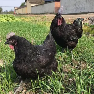 ��ڼ������� ����̿ǵ����� ����߲��̿ǵ�����۸� �����̿Ǽ���