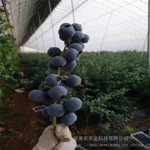 ������ݮ�����Գ��� ��ֲ��ݮ������Ҫ���������� ��ũũҵ