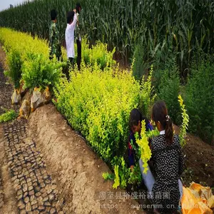 ����������ľ-��ƺ������������������-������ɭŮ�곣����