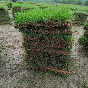 河源草坪价格 清远草皮基地 汕尾草坪求购