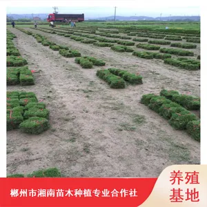 台湾马尼拉草皮_暖季型成活***草皮_东莞绿化草皮种植基地