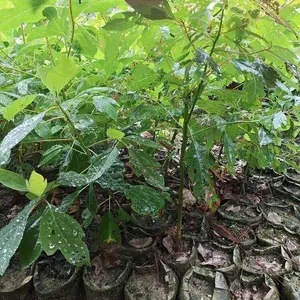 昊天园林1年生檫木苗木 H80公分檫树杯苗供应价格