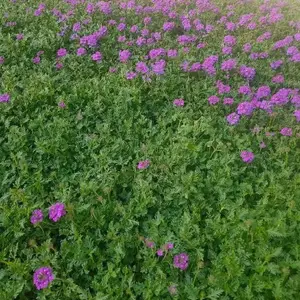 平凉销售欧石竹小苗,欧石竹小苗价格