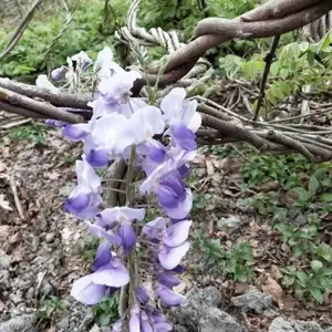 精品紫藤基地 16杯紫藤工程苗 粗壮紫藤袋苗 2-5公分紫藤批发