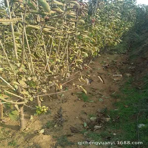 1公分矮化樱桃苗 矮化樱桃苗基地 两年樱桃苗 樱桃苗基地 4公分美早樱桃苗 美早樱桃苗哪里有卖