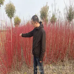 ����ľ ����ľ���� ������֦��ľ ֦���޺�