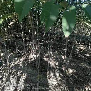 �㴻����ֲ ��Ʒ���㴻�� ���ֹ���㴻��ֱ��