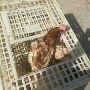 ʳƷ������ װ���� �󿪿ڼ��� װѼ�� ��Ħ������