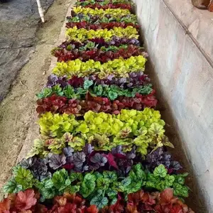 晓敏花卉马鞭草花海苗,河北张家口阳原县销售山东柳叶马鞭草报价